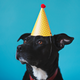 “Happy birthday, Gwen!” this dog is no doubt saying in dog-speak.